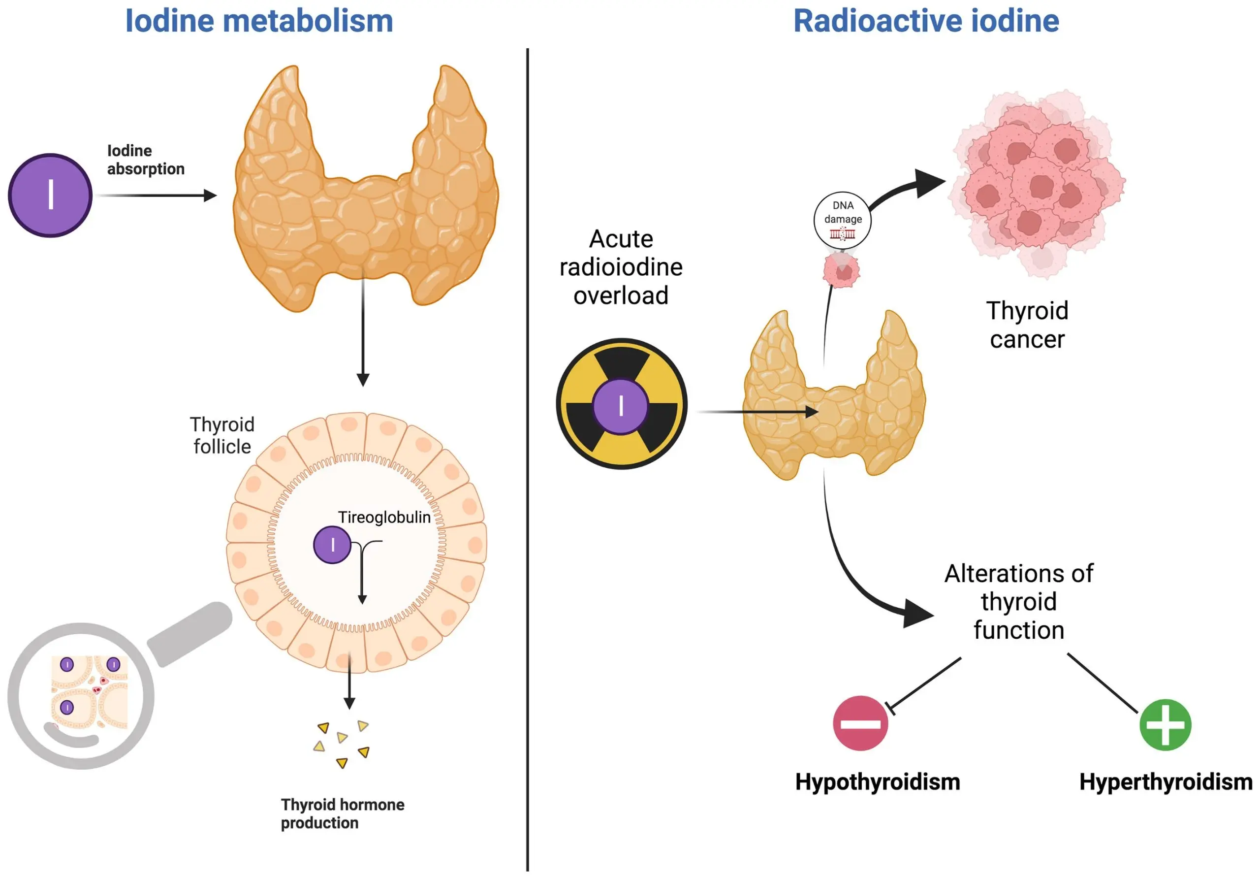 Iodine &#8211; composition, action, indications, use, contraindications