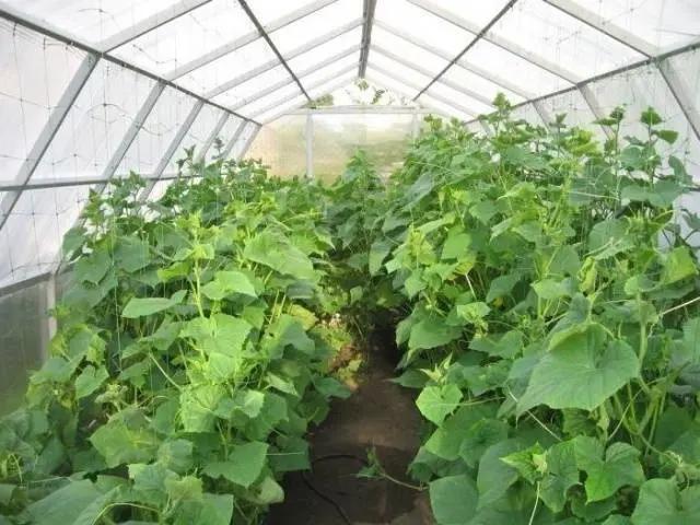 Iodine for cucumbers as a fertilizer