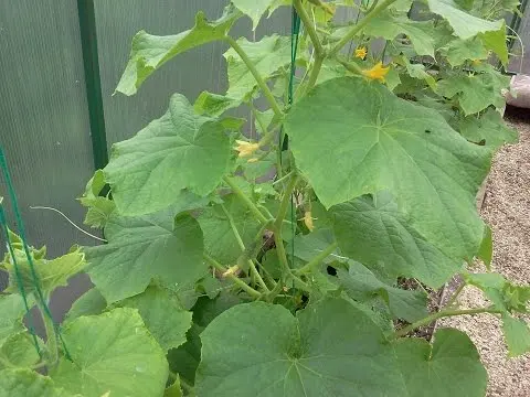 Iodine for cucumbers as a fertilizer