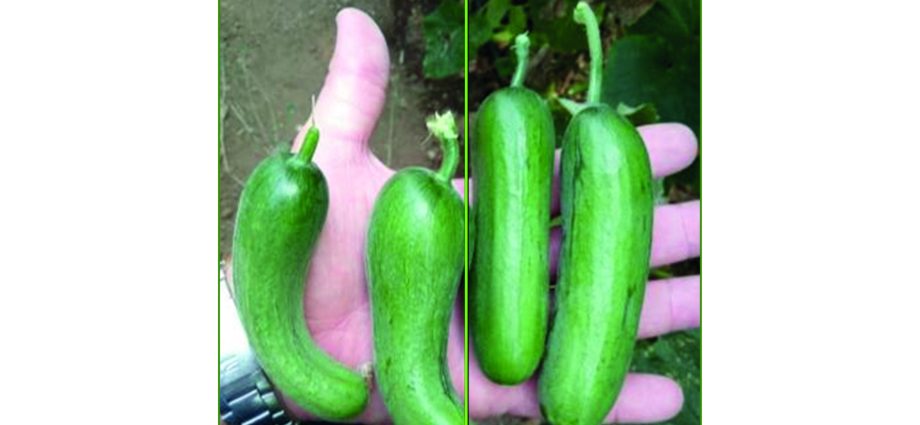 Iodine for cucumbers as a fertilizer