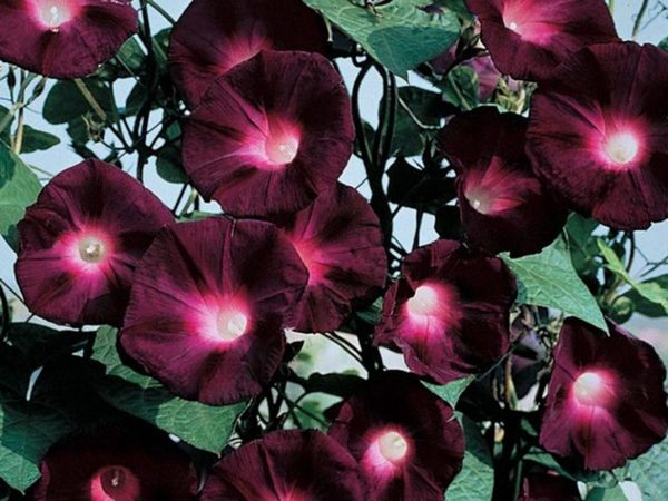 Ipomoea on the balcony: planting and care