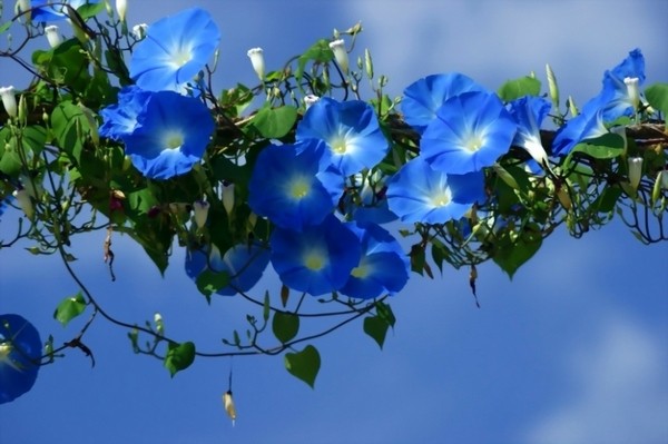 Ipomoea on the balcony: planting and care