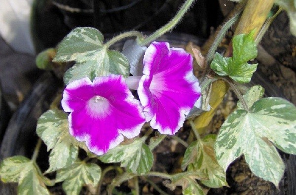 Ipomoea on the balcony: planting and care