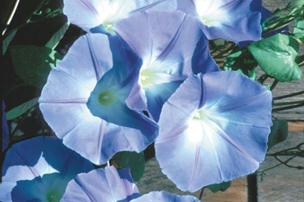 Ipomoea on the balcony: planting and care