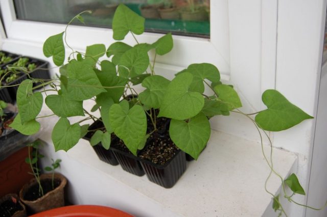 Ipomoea on the balcony: planting and care