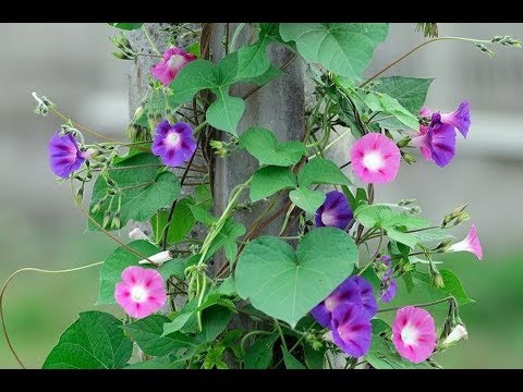 Ipomoea on the balcony: planting and care