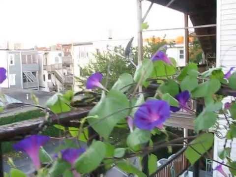 Ipomoea on the balcony: planting and care