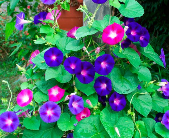 Ipomoea perennial