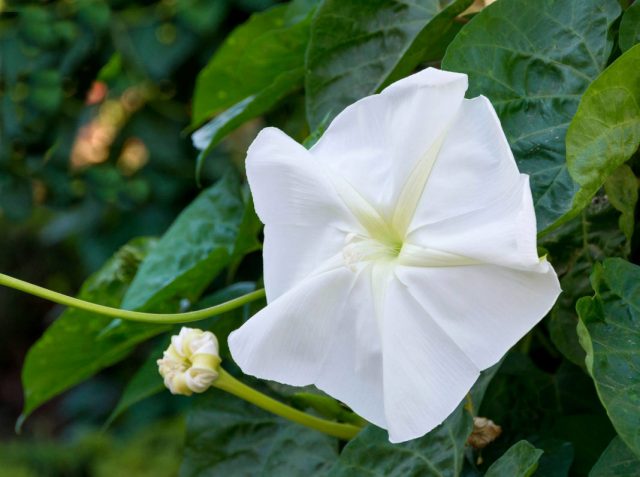 Ipomoea perennial