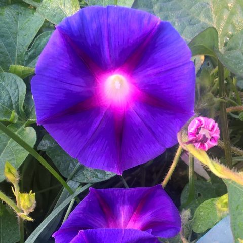 Ipomoea perennial