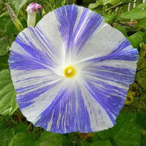 Ipomoea perennial