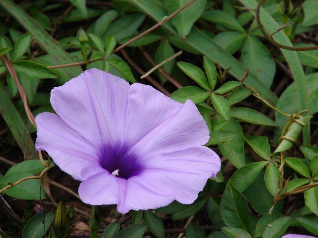 Ipomoea perennial