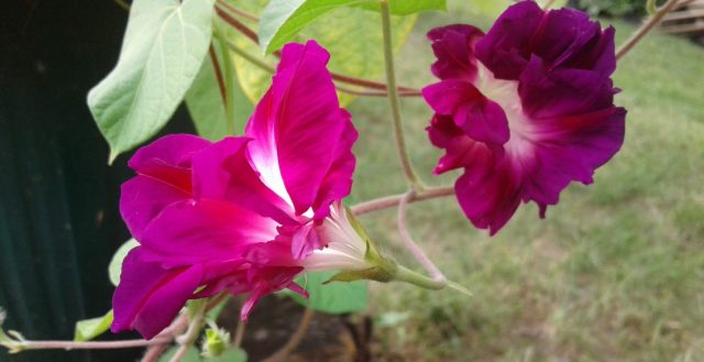 Ipomoea perennial