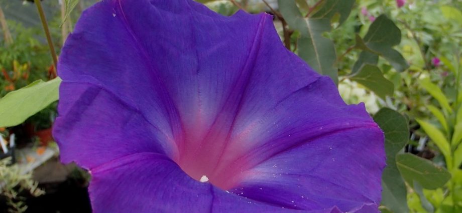 Ipomoea perennial