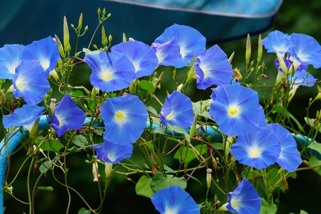 Ipomoea: planting and care in the open field