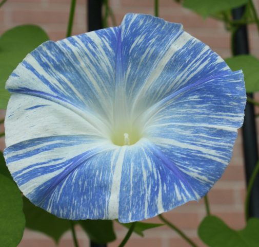 Ipomoea: planting and care in the open field