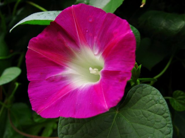 Ipomoea: planting and care in the open field