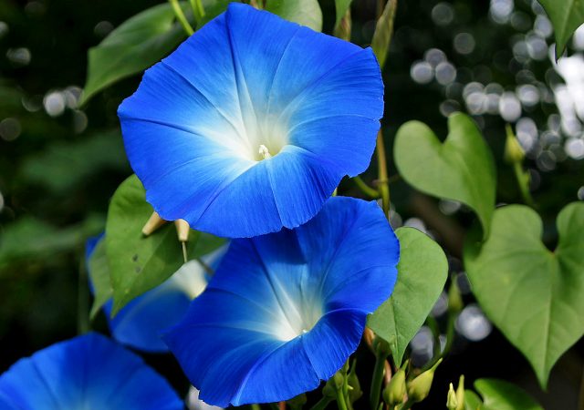 Ipomoea: planting and care in the open field