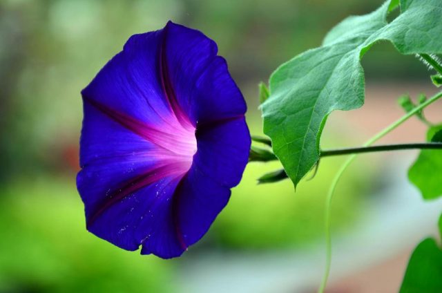 Ipomoea: planting and care in the open field