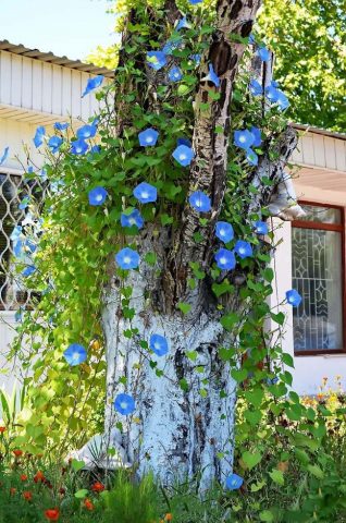 Ipomoea: planting and care in the open field