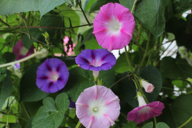 Ipomoea: planting and care in the open field