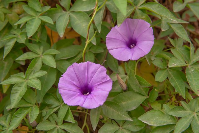 Ipomoea: planting and care in the open field