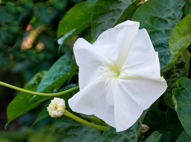 Ipomoea: planting and care in the open field