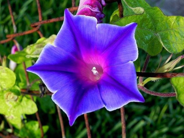 Ipomoea: planting and care in the open field