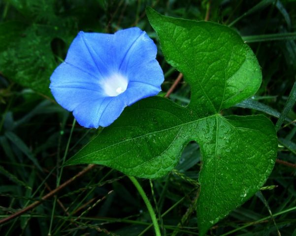 Ipomoea: planting and care in the open field