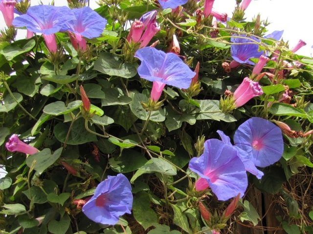 Ipomoea: planting and care in the open field