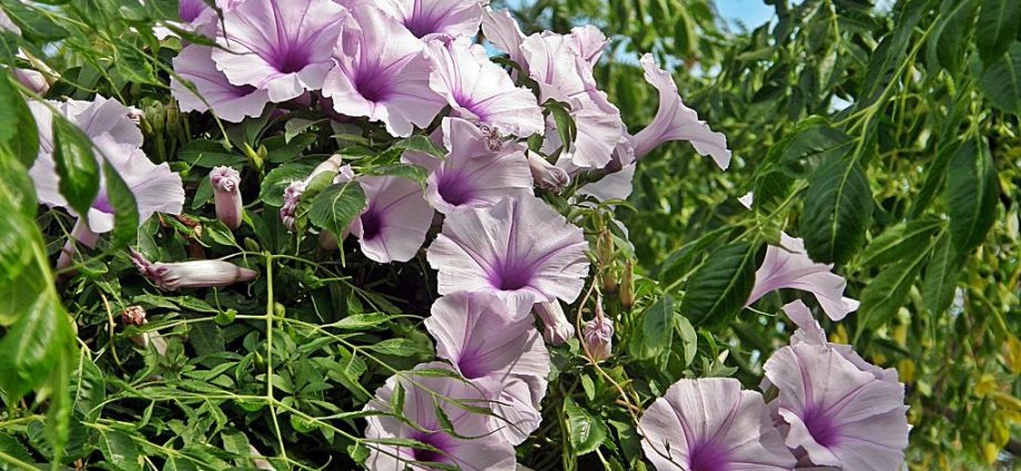 Ipomoea: planting and care in the open field