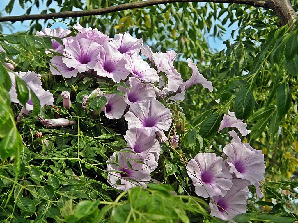 Ipomoea: planting and care in the open field