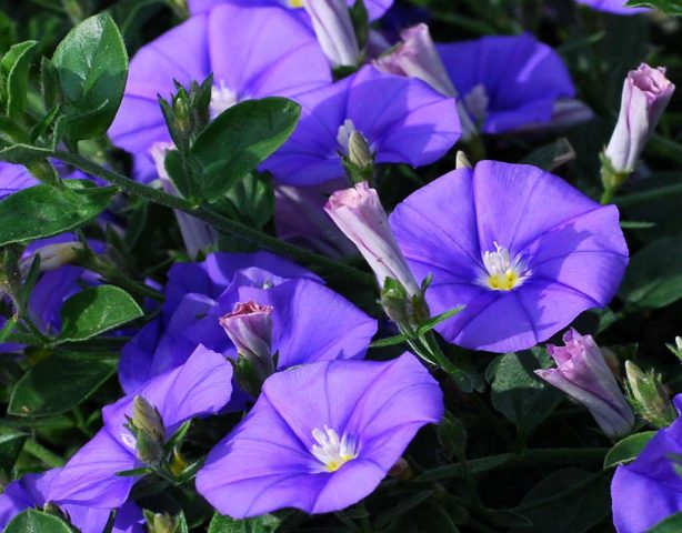 Ipomoea purpurea Starry Waltz (Mix), Paradise Stars