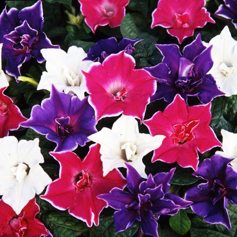 Ipomoea purpurea Starry Waltz (Mix), Paradise Stars