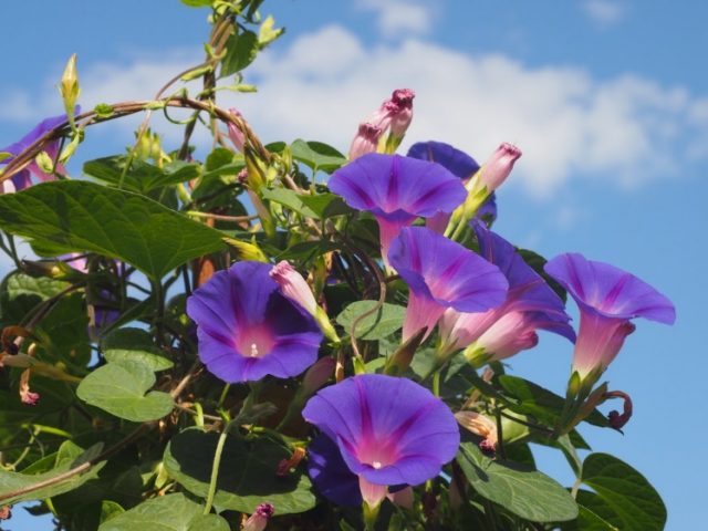 Ipomoea purpurea Starry Waltz (Mix), Paradise Stars