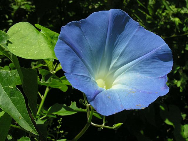 Ipomoea purpurea Starry Waltz (Mix), Paradise Stars