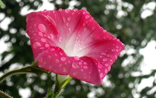 Ipomoea purpurea Starry Waltz (Mix), Paradise Stars