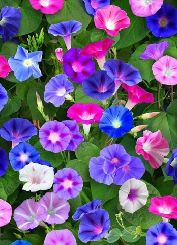 Ipomoea purpurea Starry Waltz (Mix), Paradise Stars