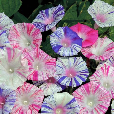 Ipomoea purpurea Starry Waltz (Mix), Paradise Stars