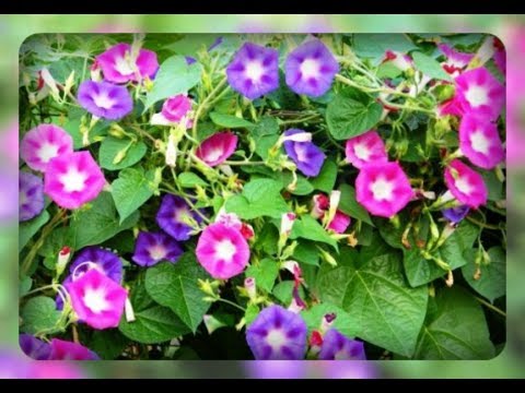 Ipomoea purpurea Starry Waltz (Mix), Paradise Stars