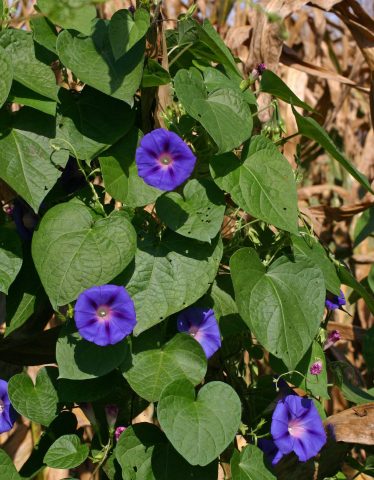 Ipomoea purpurea Starry Waltz (Mix), Paradise Stars