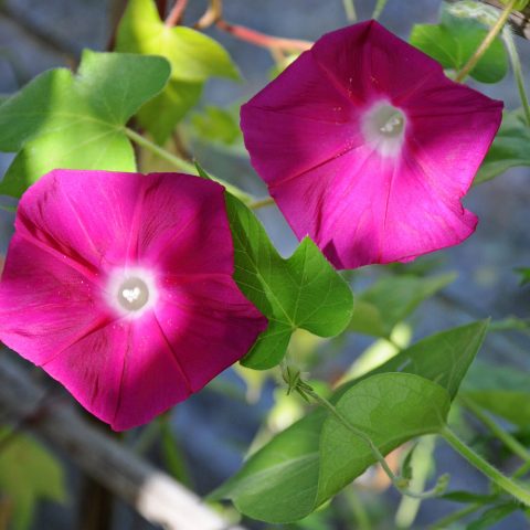 Ipomoea purpurea Starry Waltz (Mix), Paradise Stars