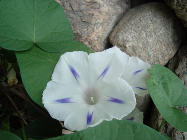 Ipomoea purpurea Starry Waltz (Mix), Paradise Stars