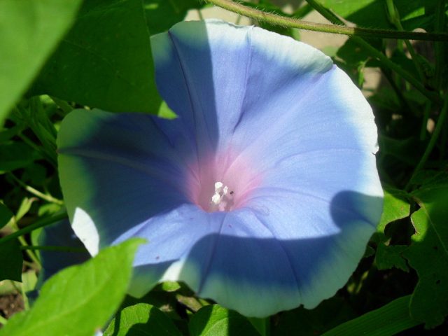 Ipomoea purpurea Starry Waltz (Mix), Paradise Stars