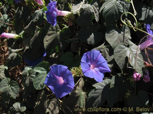 Ipomoea purpurea Starry Waltz (Mix), Paradise Stars