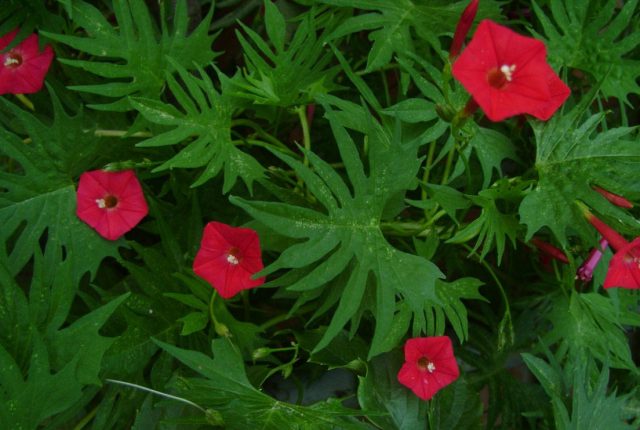 Ipomoea Quamoclit (Ipomoea Quamoclit): planting and care, photo