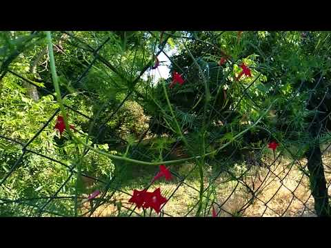 Ipomoea Quamoclit (Ipomoea Quamoclit): planting and care, photo