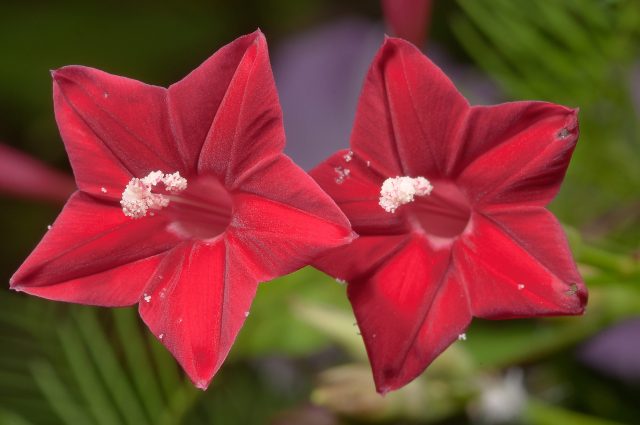 Ipomoea Quamoclit (Ipomoea Quamoclit): planting and care, photo