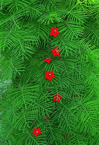 Ipomoea Quamoclit (Ipomoea Quamoclit): planting and care, photo