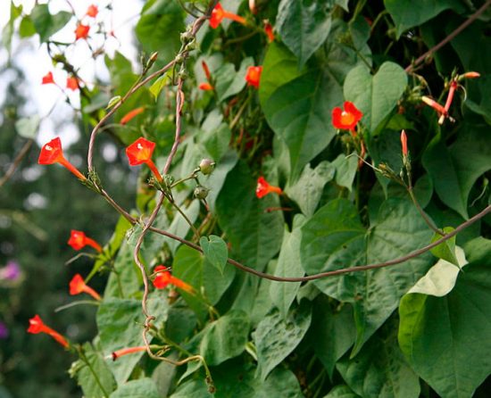 Ipomoea Quamoclit (Ipomoea Quamoclit): planting and care, photo